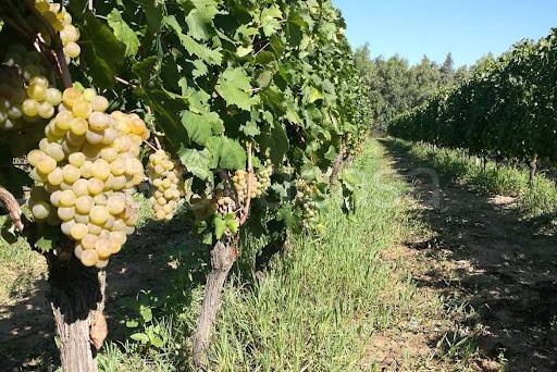 terreno agricolo in vendita a Zoppola