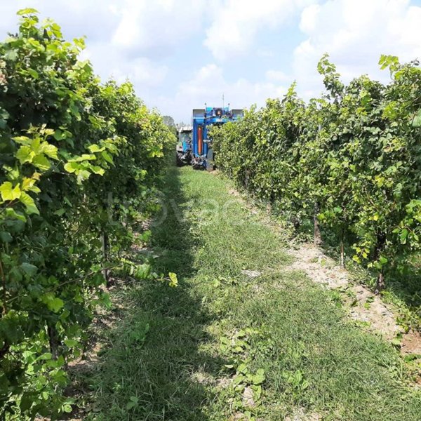 terreno agricolo in vendita a Zoppola