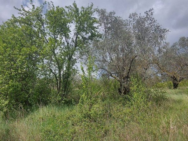 terreno agricolo in vendita a Fornelli