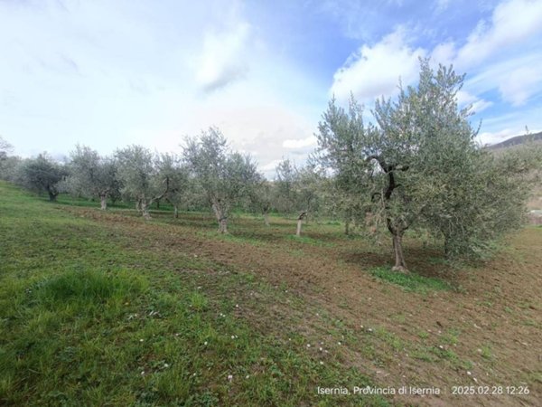 terreno agricolo in vendita ad Isernia