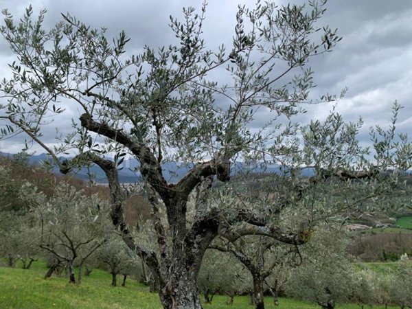 terreno agricolo in vendita a Miranda