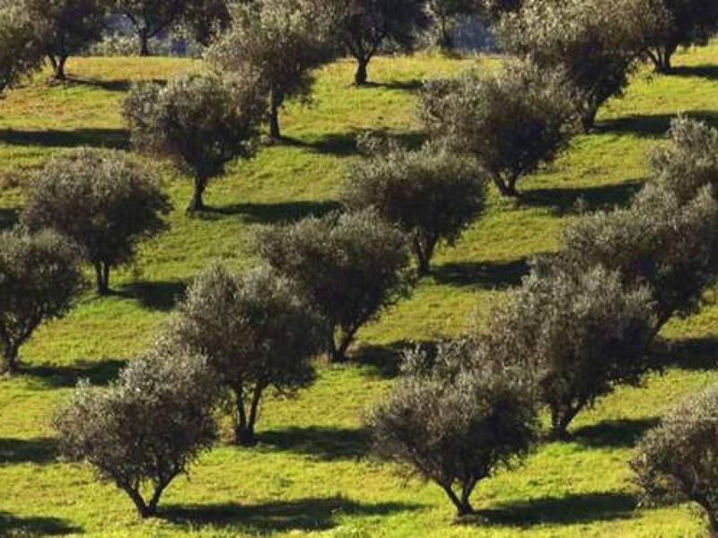 terreno agricolo in vendita a Venafro