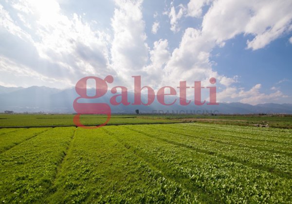 terreno agricolo in vendita a Venafro