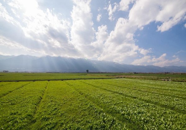 terreno agricolo in vendita a Venafro