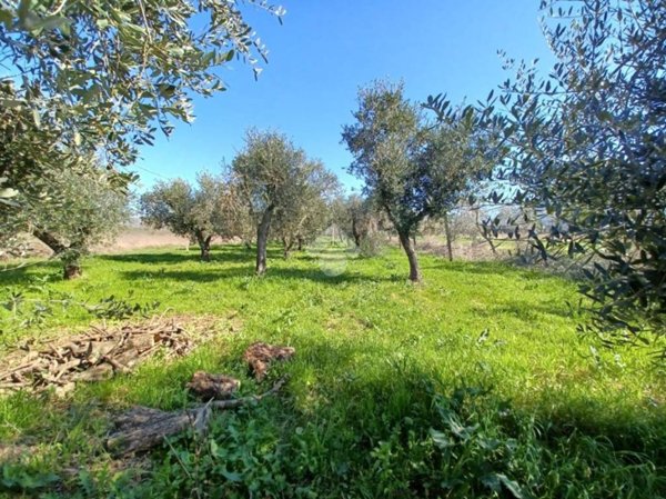 terreno agricolo in vendita a Venafro
