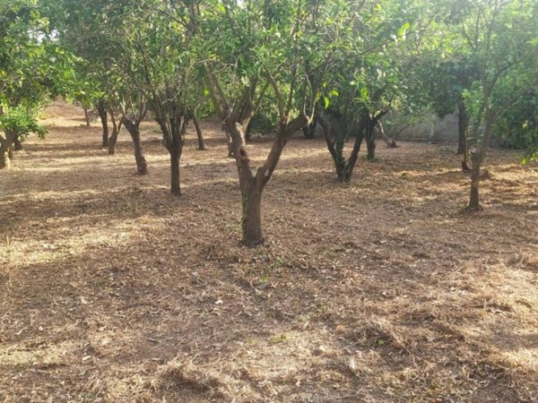 terreno in vendita a Baratili San Pietro