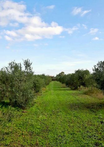 terreno agricolo in vendita a Cabras in zona Solanas