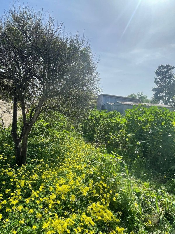 casa indipendente in vendita a Cabras