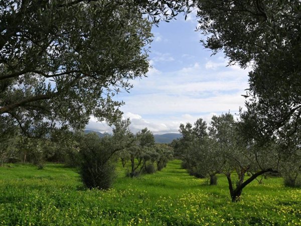 terreno agricolo in vendita a Cuglieri