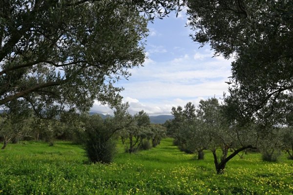 terreno agricolo in vendita a Cuglieri