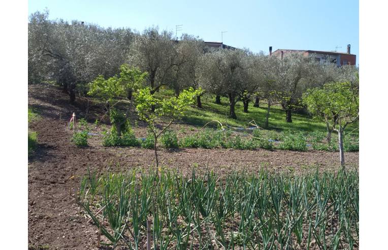 terreno agricolo in vendita a Fordongianus