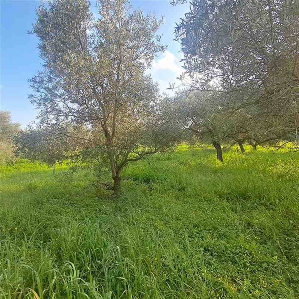 negozio in vendita a Narbolia
