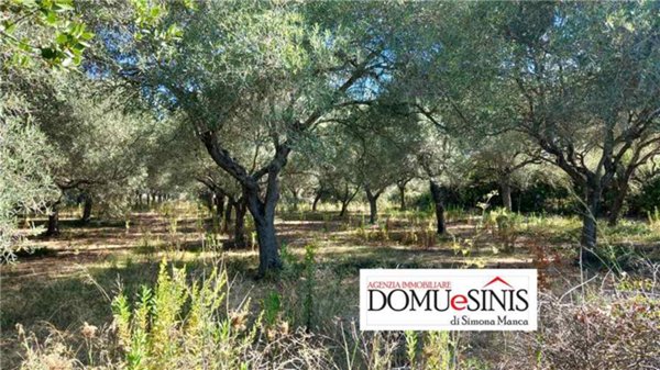 terreno agricolo in vendita a Nurachi