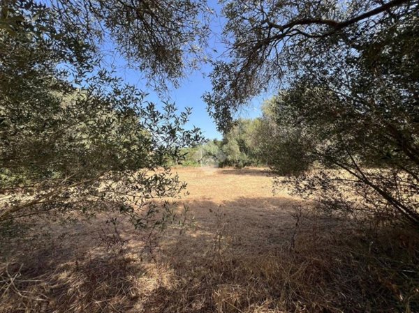 terreno agricolo in vendita ad Oristano