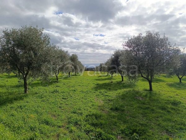 terreno agricolo in vendita a Seneghe