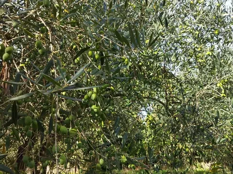 terreno agricolo in vendita a Simaxis
