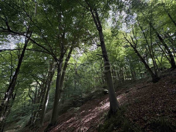 terreno agricolo in vendita ad Andorno Micca in zona San Giuseppe di Casto