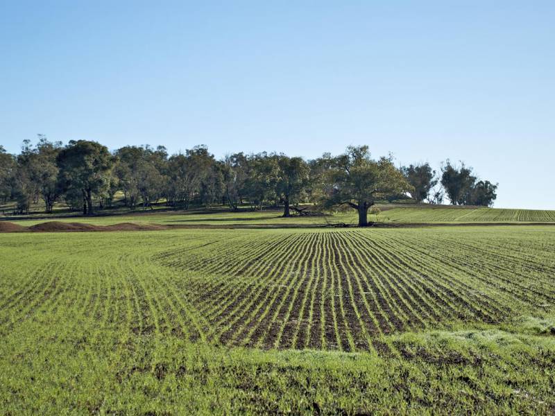 terreno agricolo in vendita a Castelletto Cervo