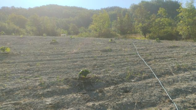 terreno agricolo in vendita ad Acqui Terme