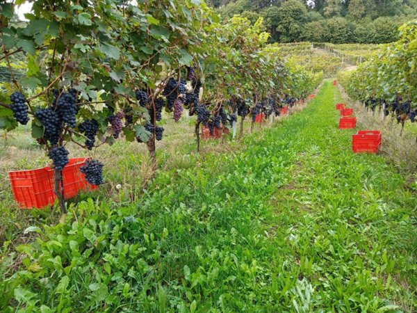 terreno agricolo in vendita a Cavaglià