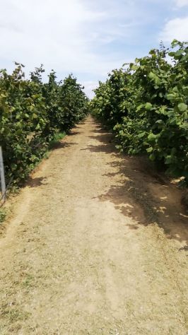 terreno agricolo in vendita ad Alessandria