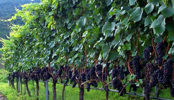 terreno agricolo in vendita ad Alessandria