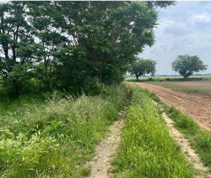 terreno edificabile in vendita ad Alessandria