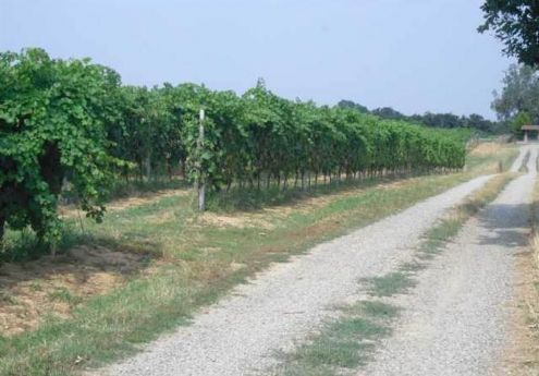 negozio in vendita ad Alessandria