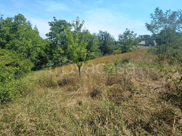 terreno agricolo in vendita ad Alessandria in zona Valle San Bartolomeo