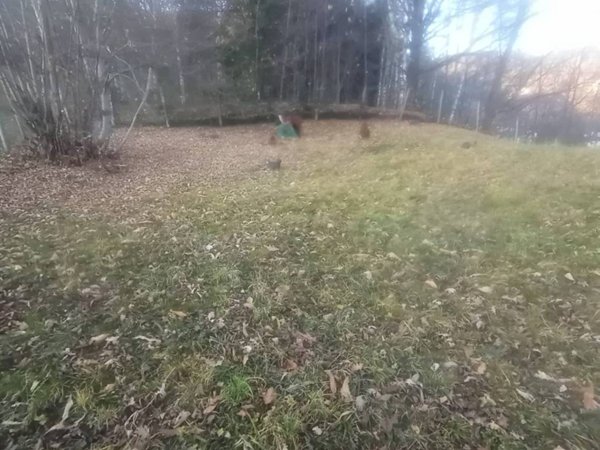 terreno agricolo in vendita a Valdilana in zona Lora