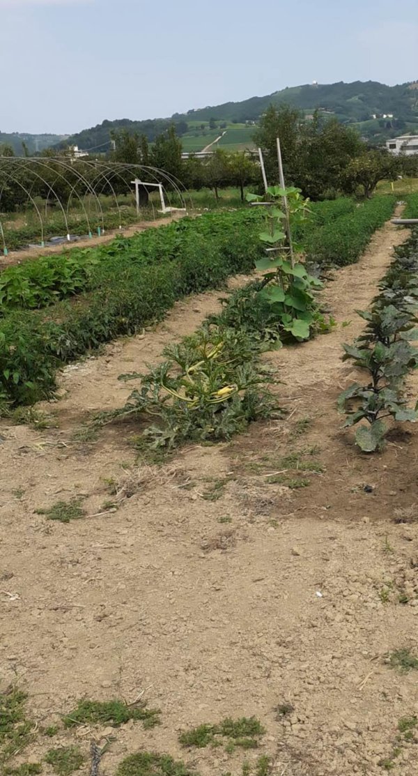 terreno agricolo in vendita a Bistagno