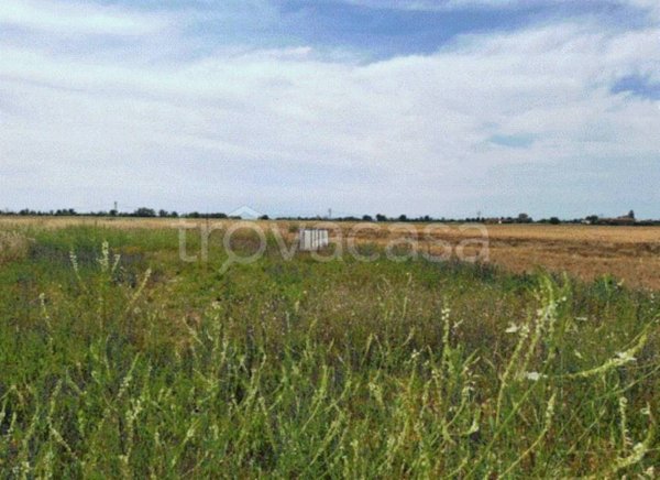 terreno agricolo in vendita a Casalnoceto