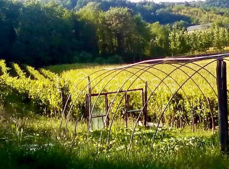 casa indipendente in vendita a Cassine