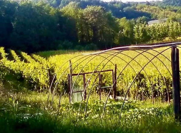 pentavano in vendita a Cassine