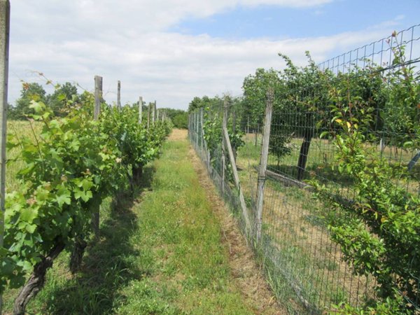 terreno agricolo in vendita a Castelnuovo Bormida