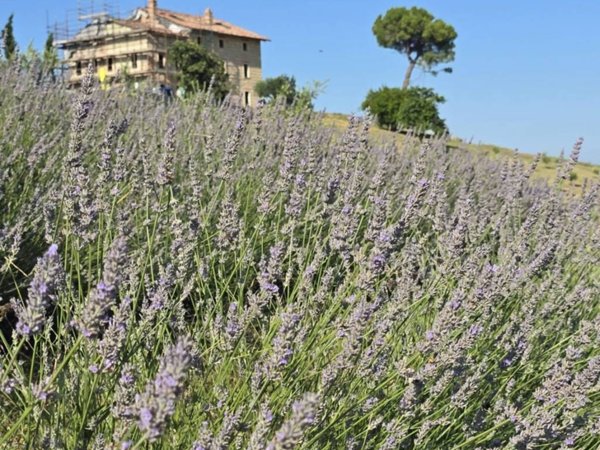 casa indipendente in vendita a Cella Monte