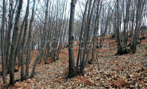 terreno agricolo in vendita a Casatenovo