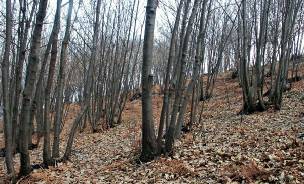 casale in vendita a Casatenovo