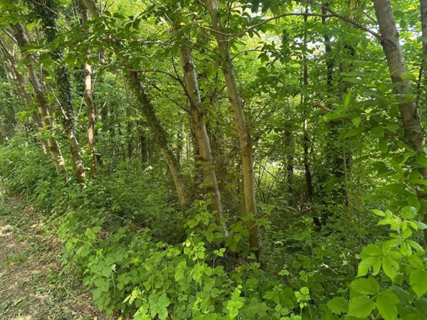 terreno agricolo in vendita a Sirone