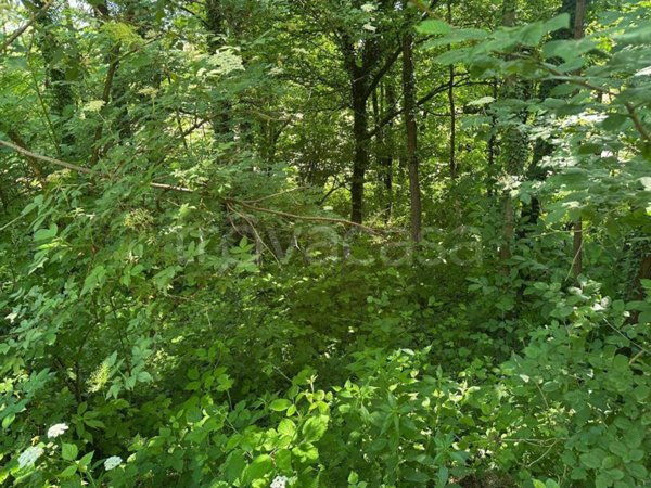 terreno agricolo in vendita a Sirone