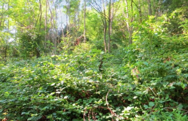 terreno agricolo in vendita a Valgreghentino