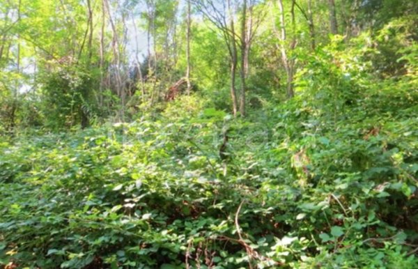 terreno agricolo in vendita a Valgreghentino