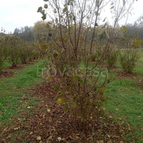 terreno agricolo in vendita a Felizzano