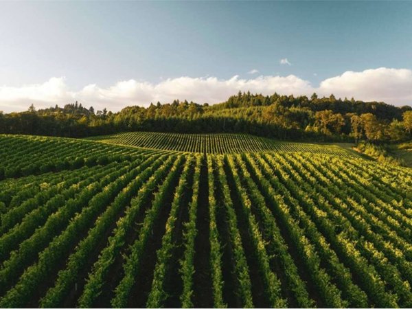 terreno agricolo in vendita a Monleale