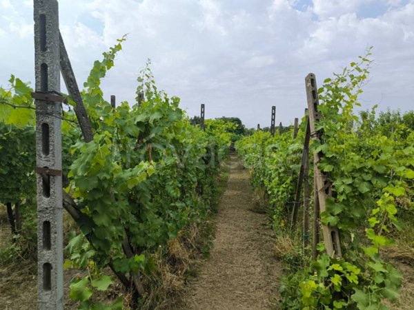 terreno agricolo in vendita a Graffignana