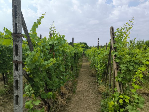 terreno agricolo in vendita a Graffignana