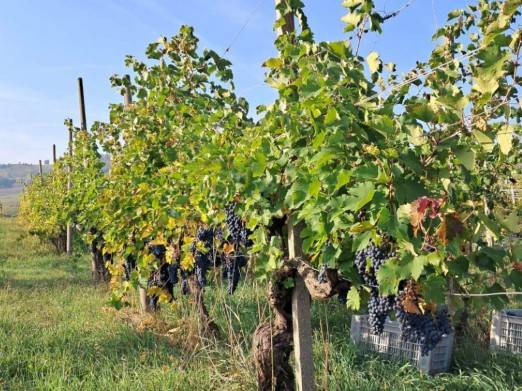 terreno agricolo in vendita a Graffignana