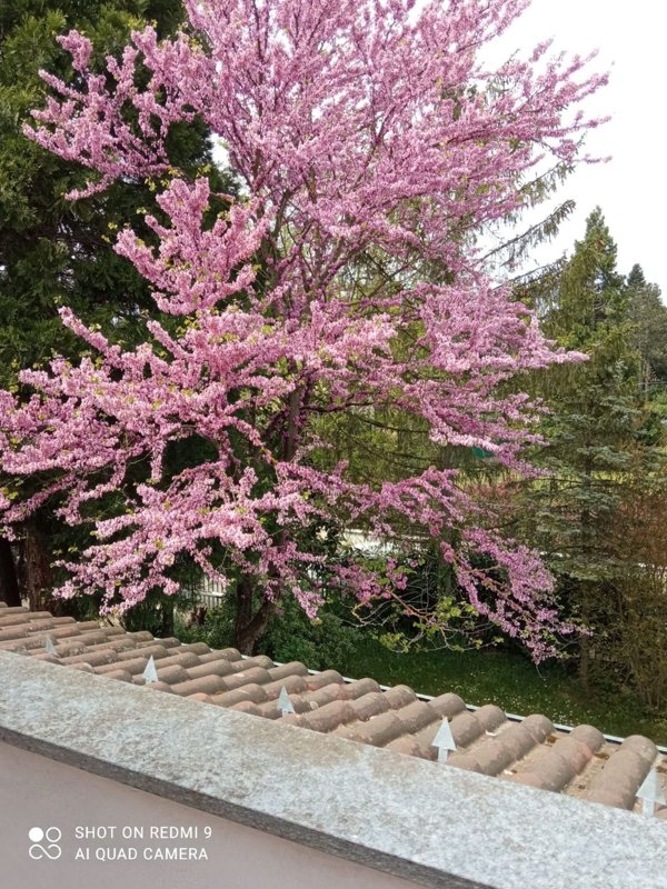 casa indipendente in vendita a Pasturana