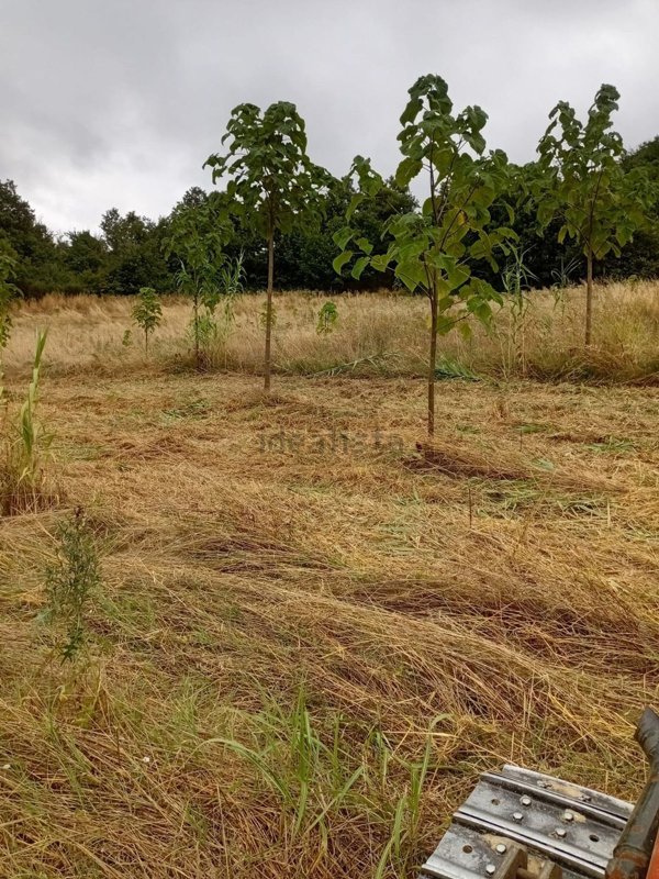 casale in vendita a Ponzone in zona Pianlago