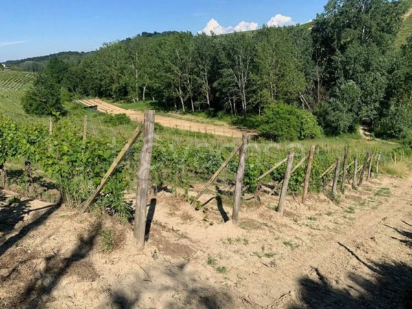 terreno agricolo in vendita a Ricaldone